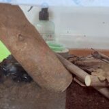 かぶとむしがやってきた！