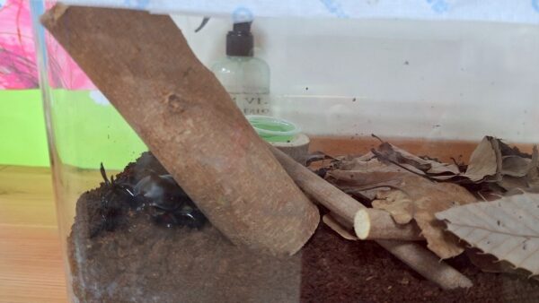 かぶとむしがやってきた！