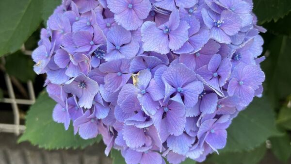 あじさいの季節